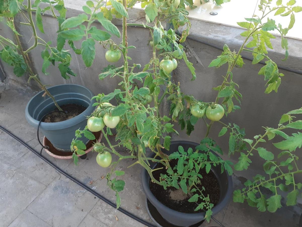 Ferienwohnung 17 Flats And Roof Garden Athen Exterior foto