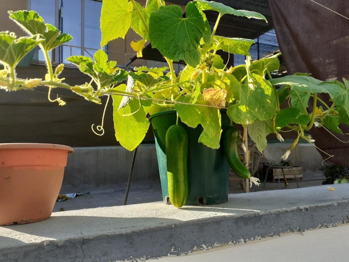 Ferienwohnung 17 Flats And Roof Garden Athen Exterior foto